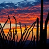 Jeu Jigsaw: Cactus Sunrise en plein ecran