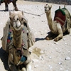 Jeu Jigsaw: Camels en plein ecran