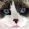 Jeu Jigsaw: Cat Face en plein ecran
