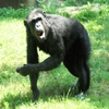 Jeu Jigsaw: Chimpanzee en plein ecran
