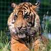 Jeu Jigsaw: Cute Tiger en plein ecran