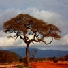Jeu Jigsaw: Desert Tree en plein ecran