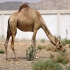 Jeu Jigsaw: Dromedary Camel en plein ecran
