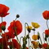 Jeu Jigsaw: Field Poppy en plein ecran