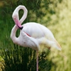 Jeu Jigsaw: Flamingo Pose en plein ecran
