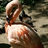 Jeu Jigsaw: Flamingo en plein ecran