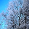 Jeu Jigsaw: Frosty Tree en plein ecran