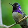 Jeu Jigsaw: Hummingbird en plein ecran