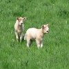 Jeu Jigsaw: Lambs en plein ecran