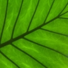 Jeu Jigsaw: Leaf Detail en plein ecran