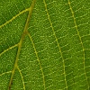 Jeu Jigsaw: Leaf Veins en plein ecran