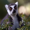 Jeu Jigsaw: Lemur en plein ecran