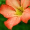 Jeu Jigsaw: Orange Flower en plein ecran