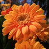 Jeu Jigsaw: Orange Large Flower en plein ecran
