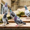 Jeu Jigsaw: Pigeons en plein ecran