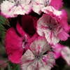 Jeu Jigsaw: Pink And White Flowers en plein ecran