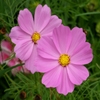 Jeu Jigsaw: Pink Flowers en plein ecran