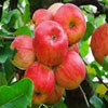 Jeu Jigsaw: Red Apples en plein ecran