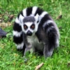 Jeu Jigsaw: Ring Tailed Lemur en plein ecran