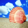 Jeu Jigsaw: Seashell en plein ecran