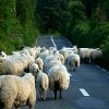 Jeu Jigsaw: Sheep en plein ecran