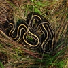 Jeu Jigsaw: Snake In The Grass en plein ecran