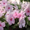 Jeu Jigsaw: Soft Pink Flowers en plein ecran