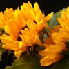 Jeu Jigsaw: Sunflowers en plein ecran