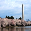Jeu Jigsaw: Washington Spring en plein ecran