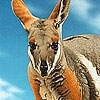Jeu Kangaroos in the desert puzzle en plein ecran