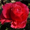 Jeu Kingdom of the flowers: Beautiful rose en plein ecran