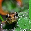 Jeu Lizard in the rain forest puzzle en plein ecran
