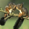 Jeu Love and squirrels slide puzzle en plein ecran