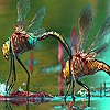 Jeu Lovely dragonfly couple slide puzzle en plein ecran