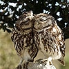 Jeu Lovely owls slide puzzle en plein ecran