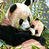 Jeu Lovely pandas in the woods puzzle en plein ecran