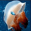Jeu Mosaic jellyfish slide puzzle en plein ecran