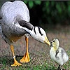 Jeu Mother and baby duck slide puzzle en plein ecran