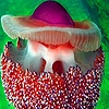 Jeu Ocean colorful jellyfish puzzle en plein ecran