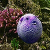 Jeu Oceanic purple fish slide puzzle en plein ecran