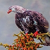 Jeu Old vulture on the tree puzzle en plein ecran