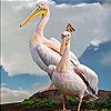 Jeu Pelicans on the mountain slide puzzle en plein ecran