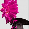 Jeu Pink daisy and black butterfly slide puzzle en plein ecran