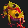 Jeu Playful frogs slide puzzle en plein ecran