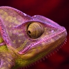 Jeu Purple Chameleon Slider Puzzle en plein ecran