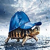 Jeu Rain and turtle slide puzzle en plein ecran