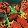 Jeu Red flower and frog slide puzzle en plein ecran