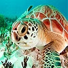 Jeu Red sea turtle puzzle en plein ecran