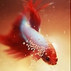 Jeu Red spotted fish slide puzzle en plein ecran