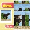 Jeu Row Puzzle – Dog en plein ecran